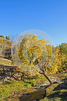 White Birch and stream in the autumn