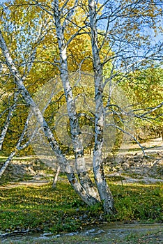 White Birch and stream in the autumn