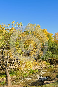 White Birch and stream in the autumn