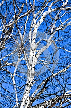 White Birch Tree Against a Bright Blue Sky