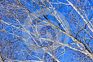 White Birch Tree Branches Against Blue Sky Background
