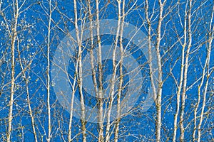 The white birch trees contrasts with the blue sky background. On the branches of a birch, autumn yellow leaves and several birds