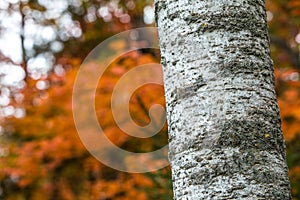 White birch tree with intricate pattern in the midst of a colorful Wisconsin forest