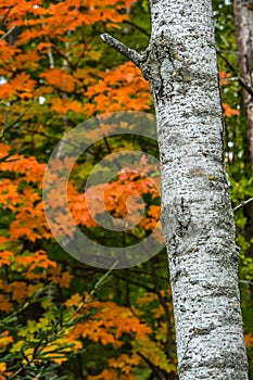 White birch tree with intricate pattern in the midst of a colorful Wisconsin forest