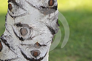 White birch tree knot- Ministry of Forests