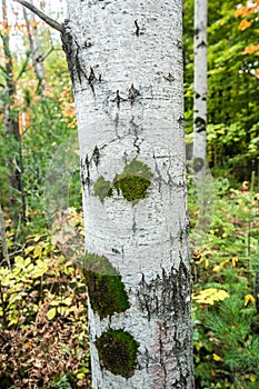 White birch tree with moss and intricate pattern in the midst of a colorful Wisconsin forest