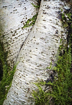 White Birch Tree and Small Green Ferns