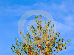 White birch tree top detail in low level perspective view in yellow and green autumn colors