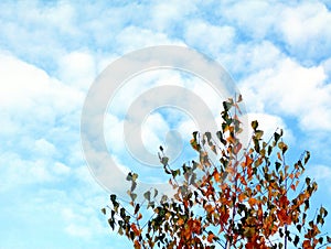 White birch tree top detail in low level perspective view in yellow and green autumn colors