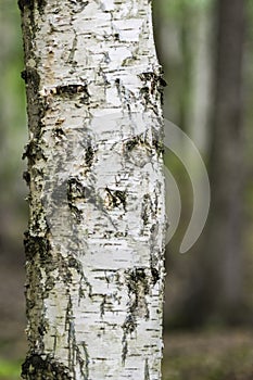 White birch tree trunk