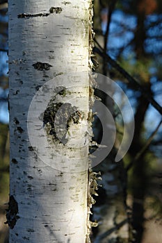 White birch tree trunk Betula pendula, silver birch, European white birch in the forest on a sunny spring day