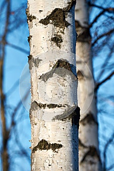 White birch tree.trunk on blue sky