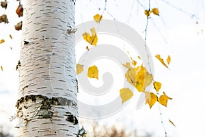 White birch tree trunk and blurred yellow leaves