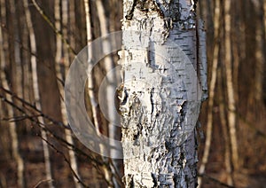 White birch tree trunk forest in bokeh forest background