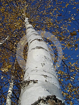 White birch tree trunk and yellow leaves against a blue sky