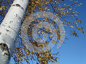 White birch tree trunk and yellow leaves against a blue sky