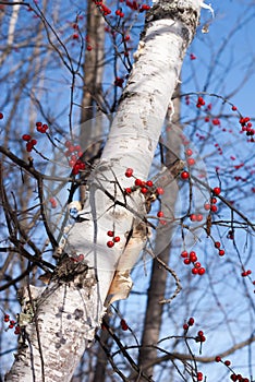 White birch tree with a winterberry bush branches across it photo