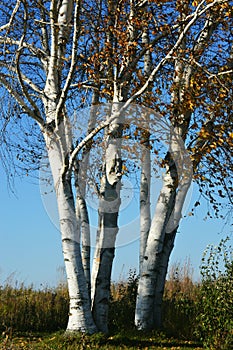 White Birch Trees