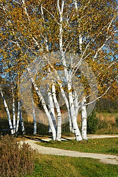 White Birch Trees