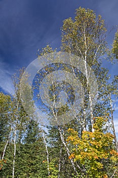 White Birch Trees in an Autumn Forest