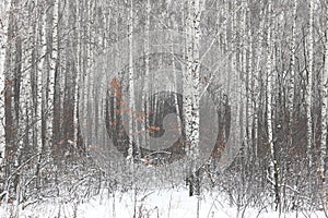 white birch trees with birch bark in birch forest among other birches in winter on snow