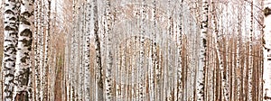 White birch trees with beautiful birch bark