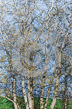 The white birch trees contrasts with the blue sky background. On the branches of a birch, autumn yellow leaves and several birds