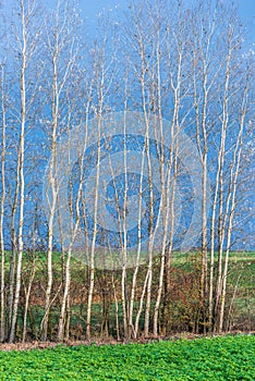 The white birch trees contrasts with the blue sky background. On the branches of a birch, autumn yellow leaves and several birds