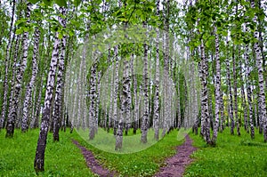White birch trees in the forest in summer, green grass