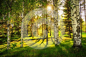 White birch trees in forest with sun