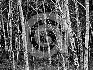 White birch trees in winter with deep shadow background.