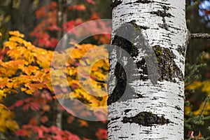 White Birch Trunk and Autumn Colors