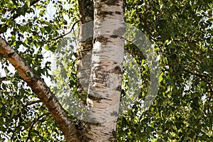 White Birch trunk