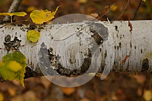 White birch trunk at close range. Texture. Yellow leaves on a birch branch.