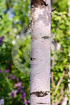 White birch trunk in focus on a blurry blue background. Spring birch close up