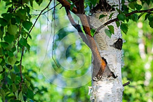 White birch trunk in focus on a blurry blue background. Spring birch close up