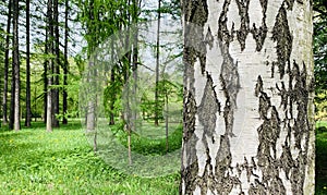White birch trunk in a green park on a sunny day, A tree in a forest, close up