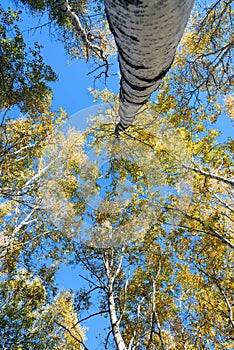 White Birch trunk