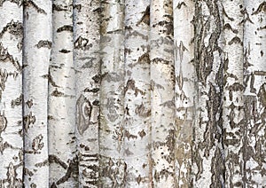 white birch trunks. background from trees.