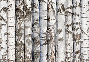 white birch trunks in rows. natural forest background for design