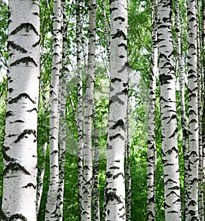 White birch trunks in summer sunny forest