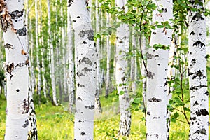Russian birch forest in summer.