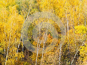 White birch trunks and yellow foliage in autumn