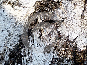 White birchbark closeup. photo
