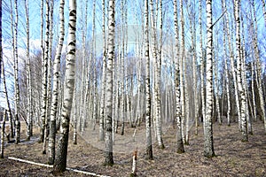 White birches in the forest. Dry grass. White tall tree trunks. Blue sky white clouds. Moss grows at the roots of trees