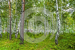 White birches grove