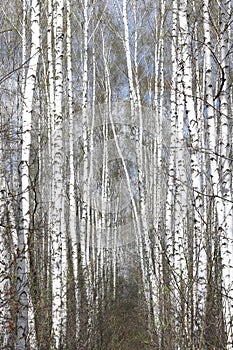 White birches in spring