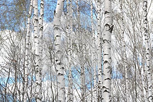 White birches in spring