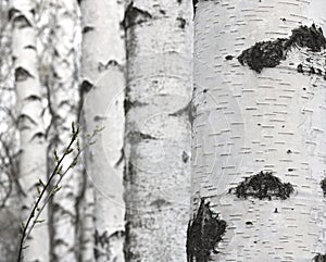 White birches in spring