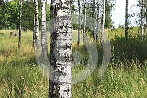 White birches in summer in birch grove